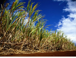 Индия: рост производства биоэтанола стимулирует рост цен на сахар