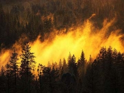 Природные пожары в России выбросили в атмосферу до 100 миллионов тонн СО2