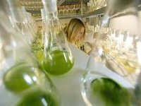 Nestle Oil запустила новый завод по производству биотоплива
