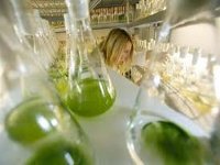 Утечка внутренних документов Еврокомиссии вызвала споры об экологической эффективности биотоплива