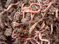 Индийские ученые установили способность дождевых червей очищать почву и отходы от тяжелых металлов