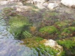 Зеленые морские водоросли обладают потенциалом для индустрии биотоплива