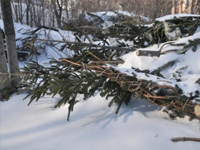 12 тонн елок утилизируют во Владивостоке