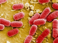 Наночастицы могут убивать устойчивые к антибиотикам бактерии