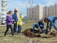 Власти Москвы объявили конкурс на посадку деревьев в центре и за МКАДом