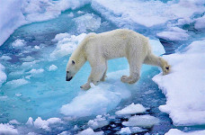 Экологи предлагают обязать крупнейших загрязнителей Арктики платить взносы в «Арктический экологический фонд»