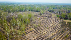 «Кузбассразрезуголь» приступил к восстановлению лесного фонда Кузбасса