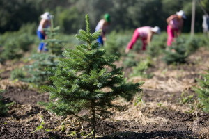 В Центральной России лесовосстановительные работы в рамках федпроекта «Сохранение лесов» выполнены на 100%