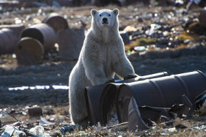 Россия без мусора: ВООП и National Geographic Россия занялись экопросвещением страны