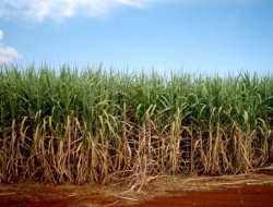 Спрос на биотопливо может привести к очередному росту цен на зерно