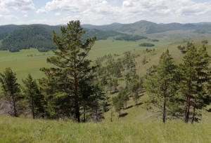 Учёные СФУ изучили изменения климата после создания крупных водохранилищ на Енисее и их влияние на леса Южной Сибири