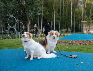 Площадки для собак из вторсырья построили в Москве