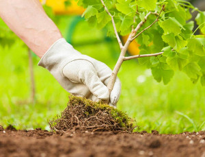 «Пятерочка» и «Чистая линия» озеленяют города: компании посадили более 600 деревьев и кустарников в жилых районах России