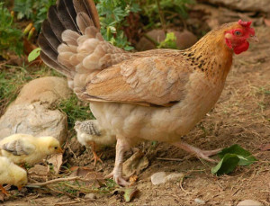 Ученые ТюмГУ разработали способ превращения куриного помета во вторсырье