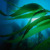 Япония: биотопливо из водорослей