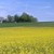 Россия, Украина и Белоруссия: экспорт твердого биотоплива в страны ЕС