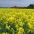 В Тверской области будут выращивать сырьё для производства биотоплива