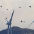 Ветряки и птицы: совместима ли зелёная энергетика с экологией?
