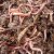 Индийские ученые установили способность дождевых червей очищать почву и отходы от тяжелых металлов