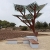 Деревья с солнечными батареями появились в Израиле