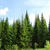 В городских лесах Перми планируется создать питомник для выращивания ценных пород деревьев
