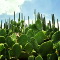 В Мексике создали альтернативу коже на основе кактусов