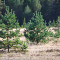НАЦПРОЕКТ «ЭКОЛОГИЯ»: в Карелии перевыполнен план по искусственному лесовосстановлению