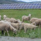 Солнечные электростанции приспособили под выпас горных овец